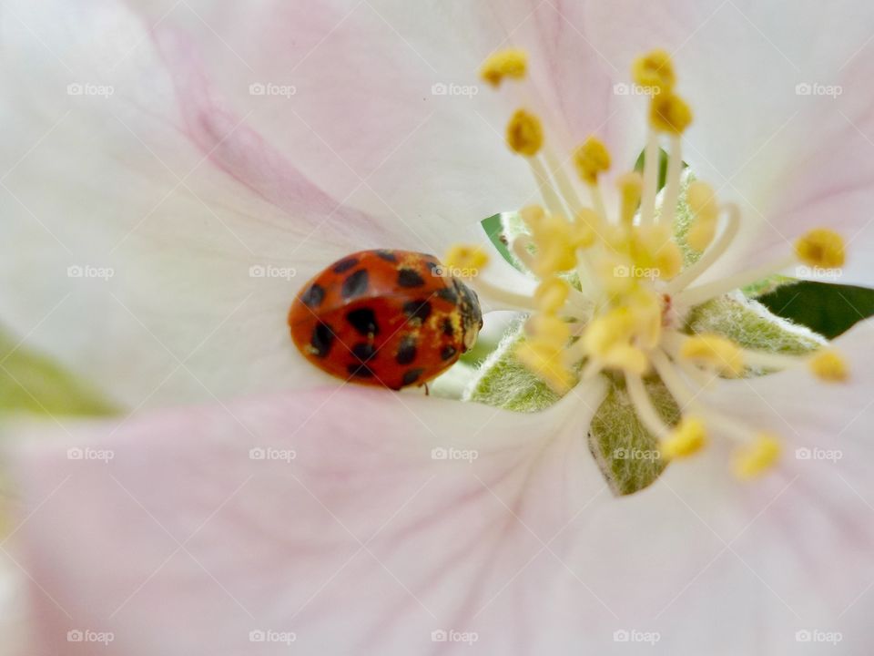 Ladybird in an apple blossom 