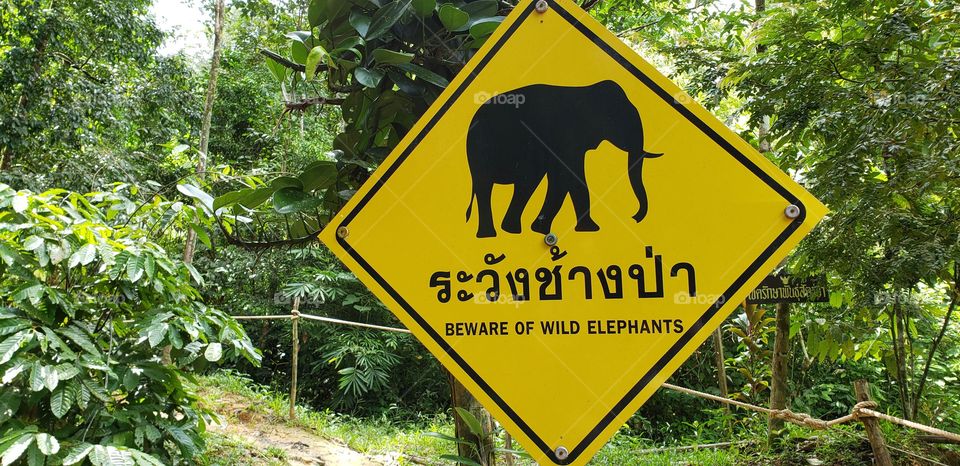 Elephant warning sign