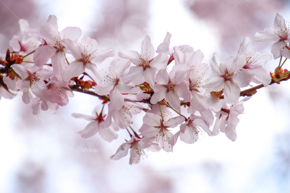 Blossoming branch of a cherry tree