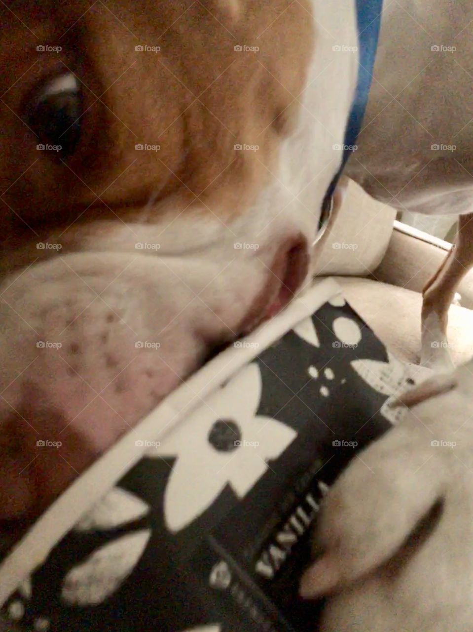 Pitbull dog enjoying some vanilla ice cream leftovers 