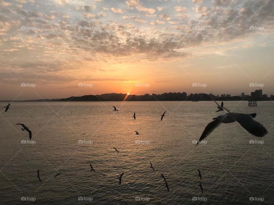 Seagulls in the sunset