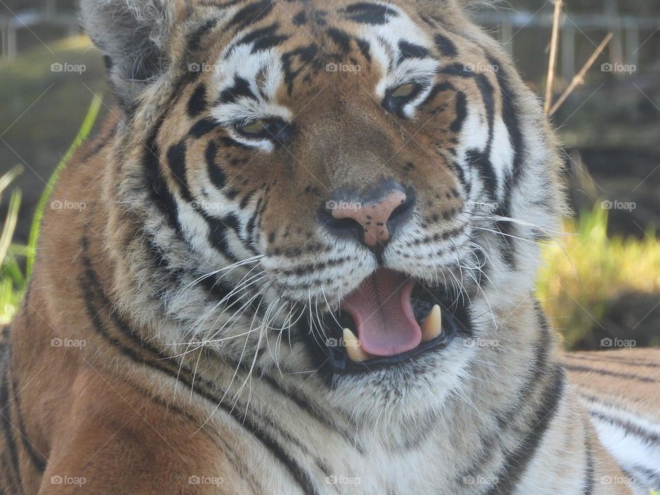 A close up of a tiger