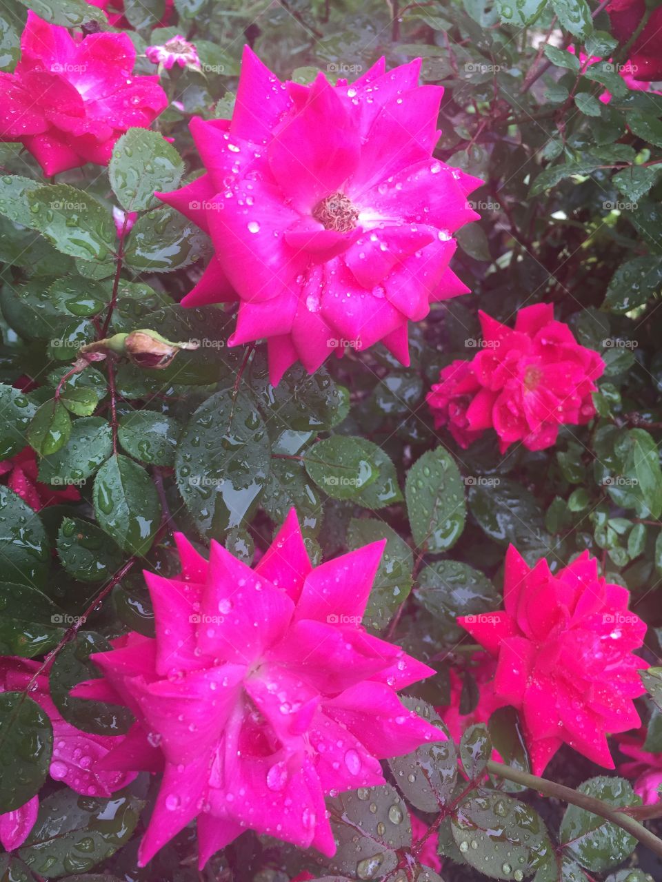 Red and pink roses in front of greenery on rainy day.
