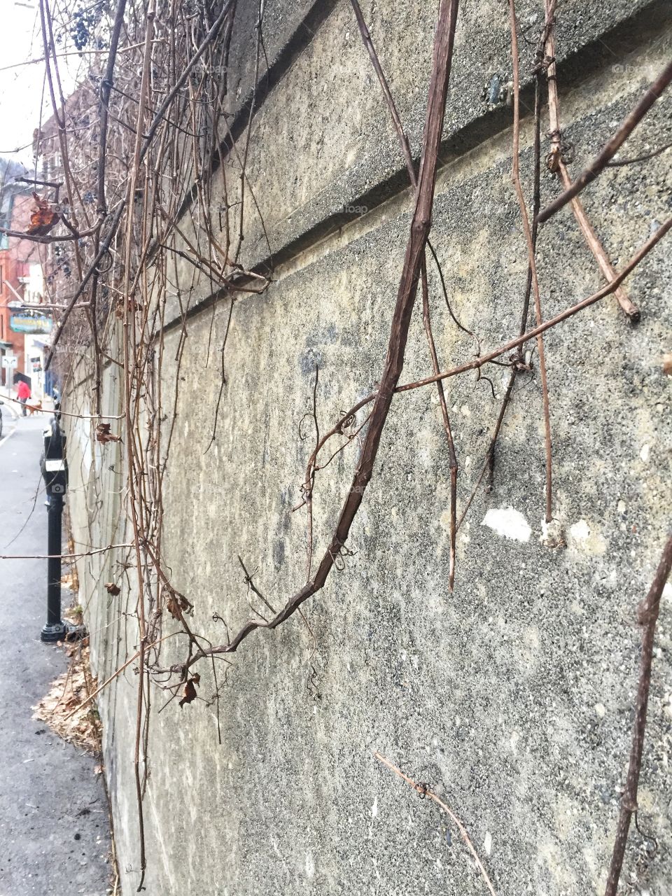 A close up shot of dead ivy on a cement wall in the winter. In the background, there is a parking meter.