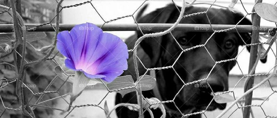 Morning Glory - Splash of color