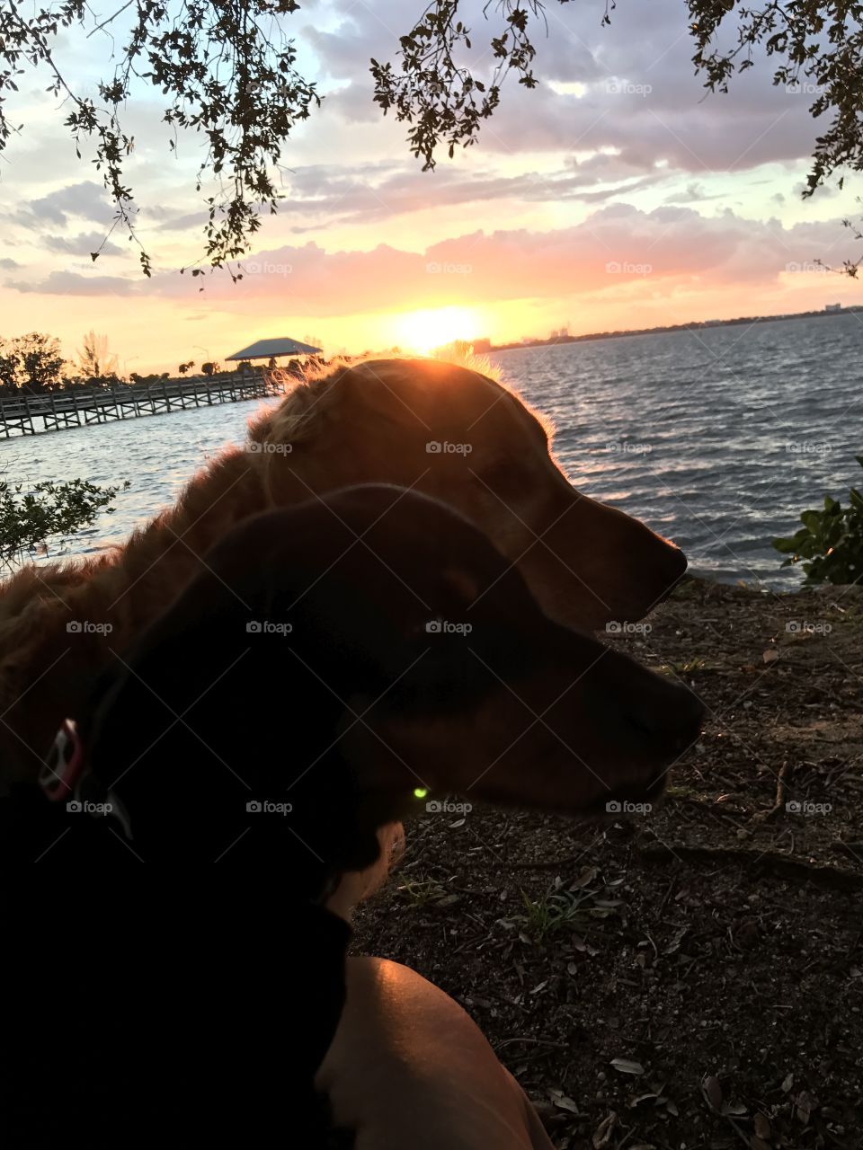 Dogs like sunsets too