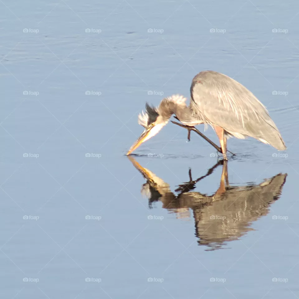 Hunting Heron