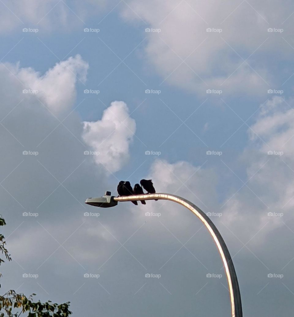 Crows on a street lamp