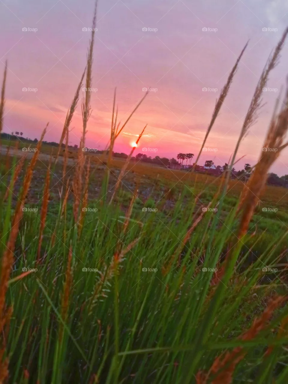 sunset beauti
