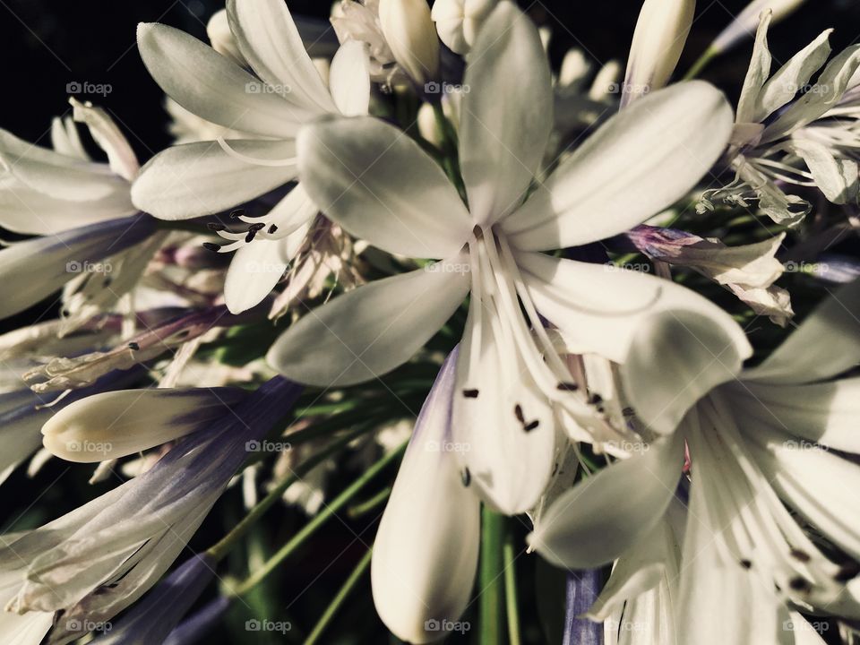 White and Purple Agapanthus _dramatic image 