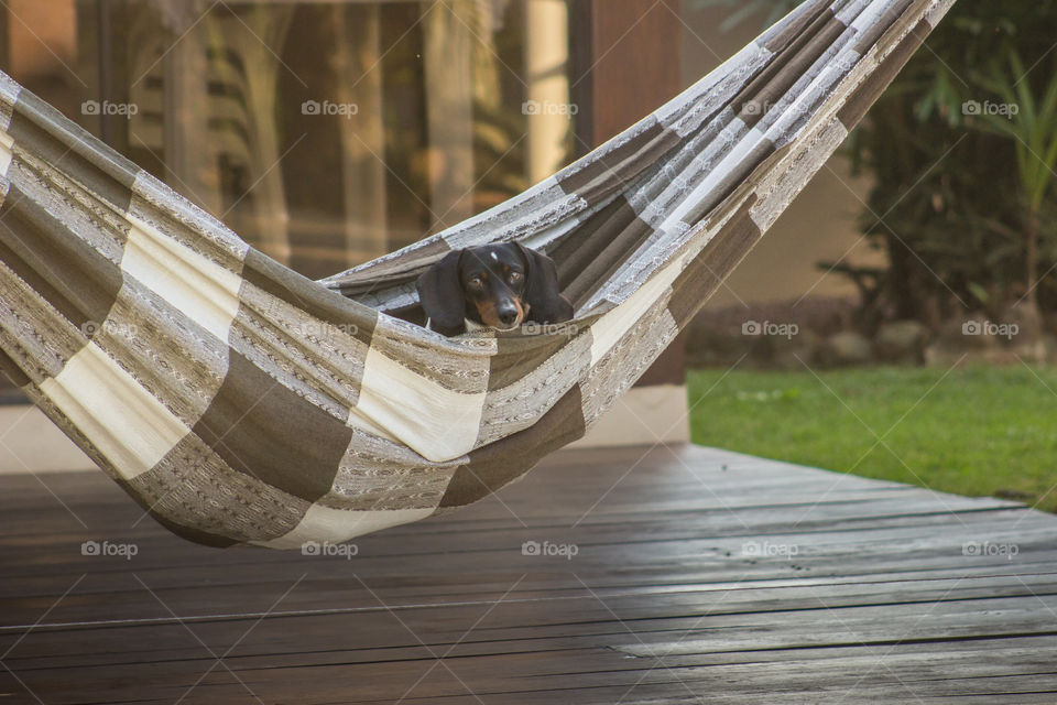 Dog chilling in the hammock