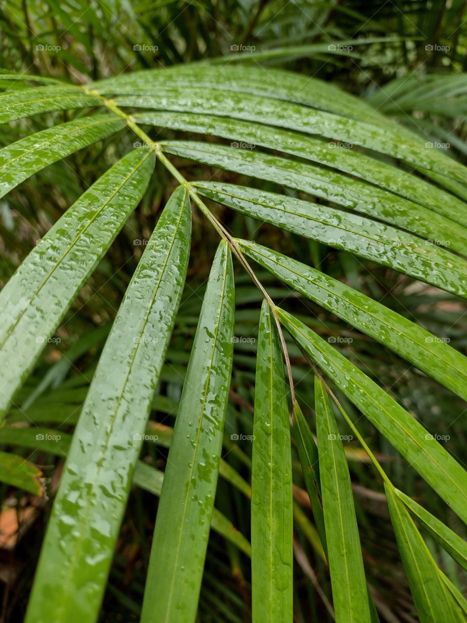 rain + plants = smell of wet ground 🌱