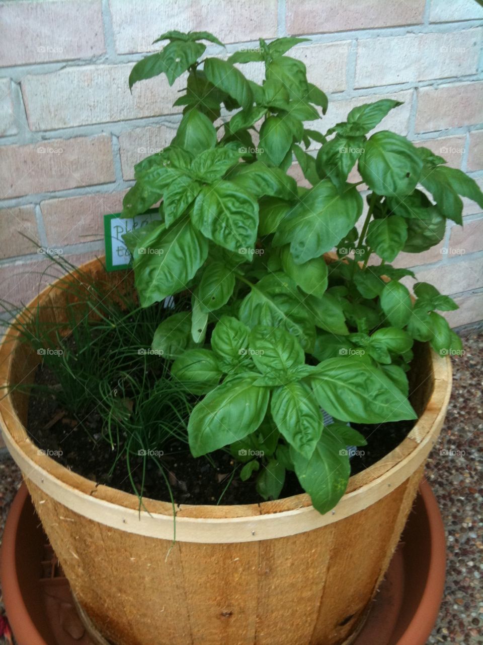 Home Grown Basil & Chives