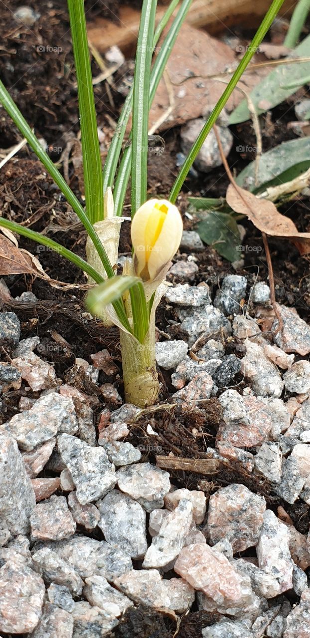 first flower in the spring