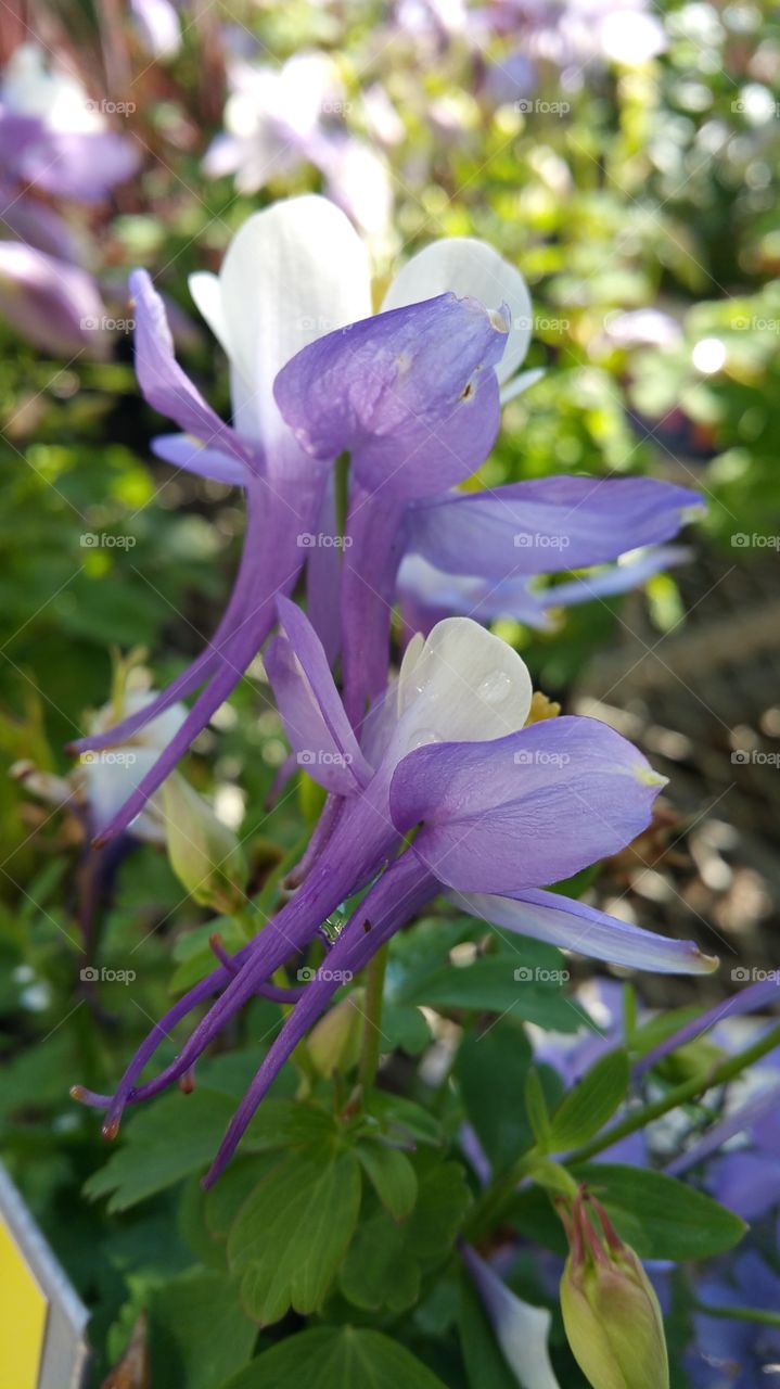 Nature, Flower, Flora, Leaf, Garden