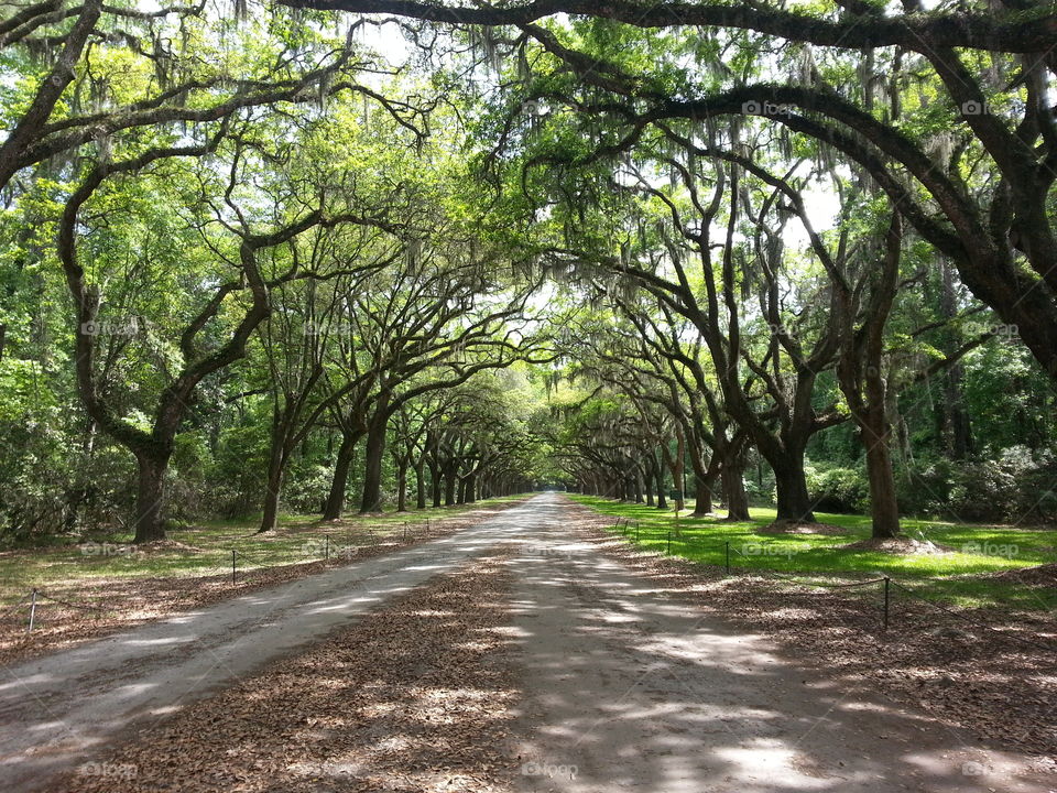 Savannah trees