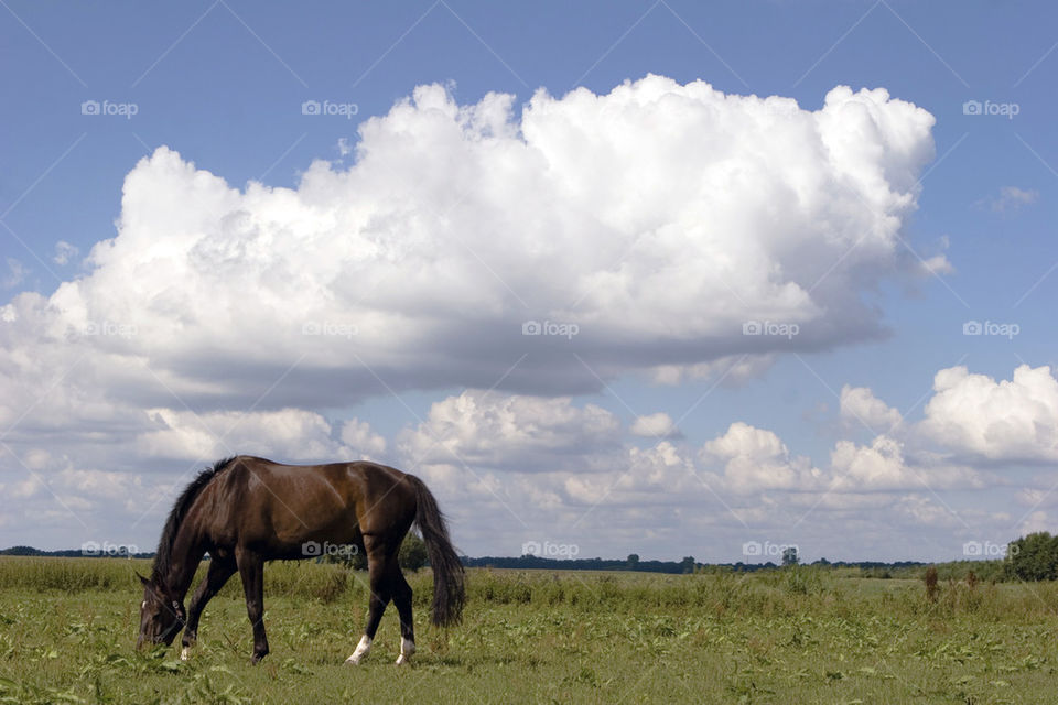 chestnut horse on meadow 