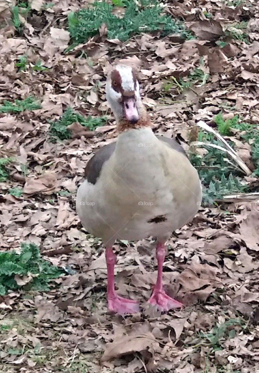 Goose ar Worth park.