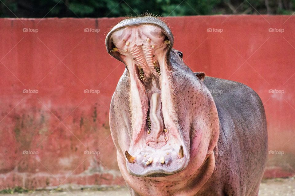 Hippopotamus yawning 🤣🤣