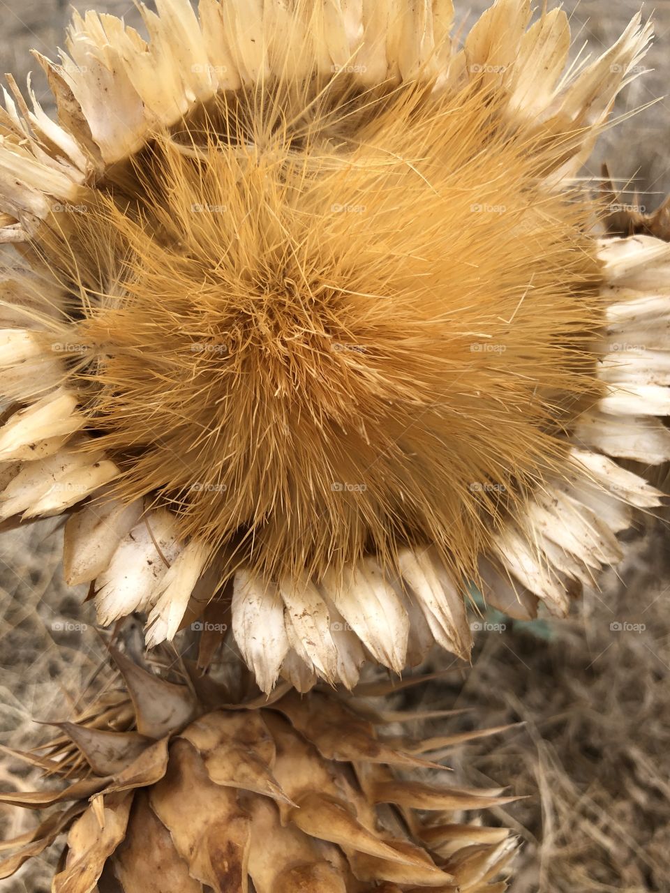 Thistle