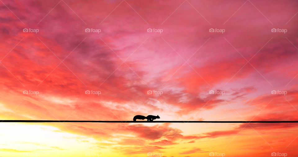 Squirrel running through electricity wire against pink sunset in Murcia, Spain, 2019.