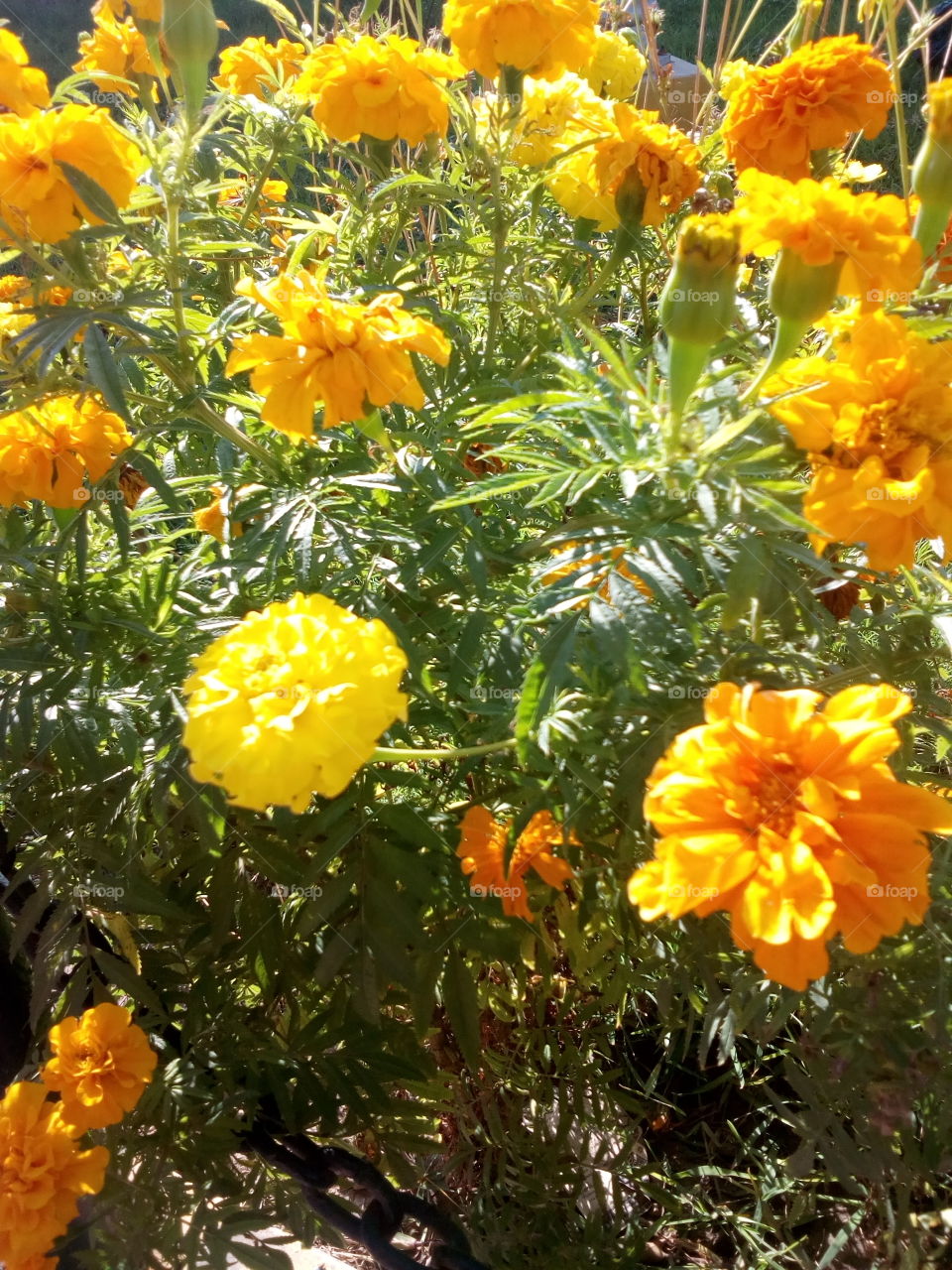 conjunto de bellas flores en jardin