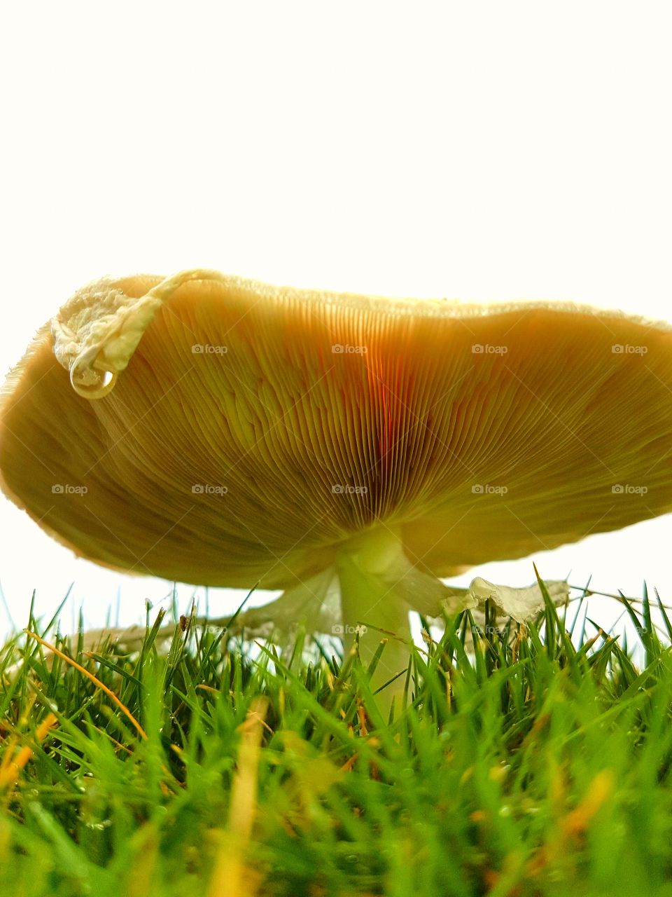 magic morning mushroom