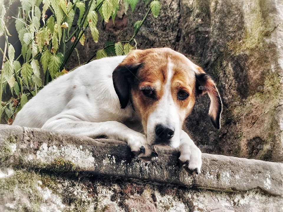 Dog Riquewihr France