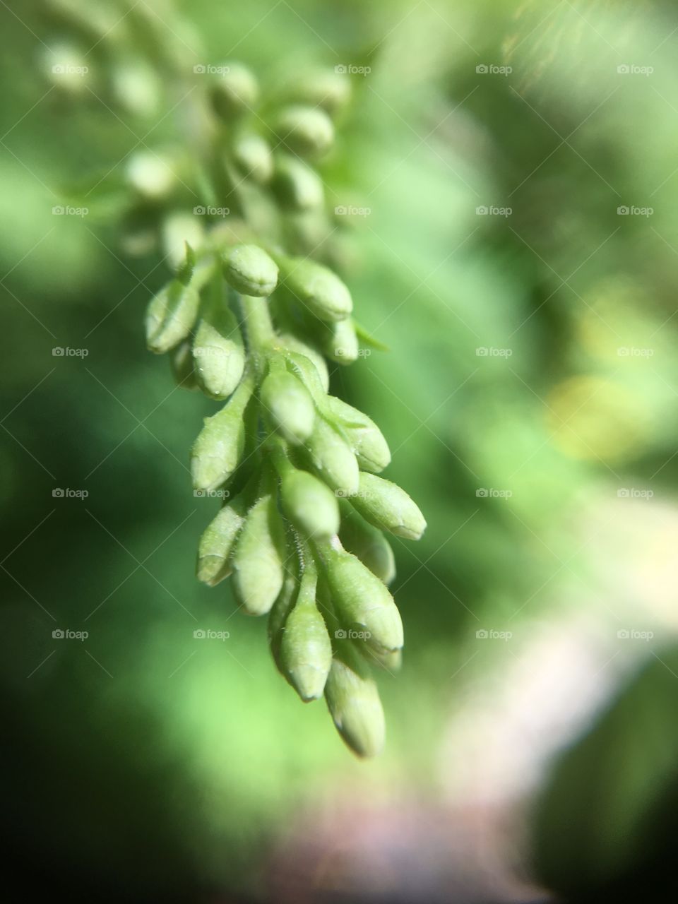 Green seeds