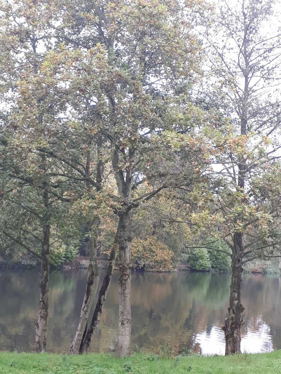 Trees Beside A Lake