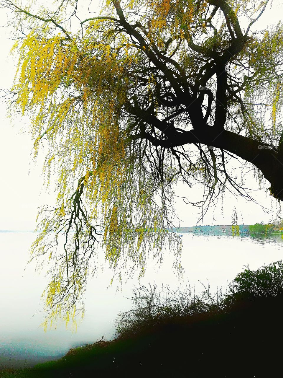 Willow tree