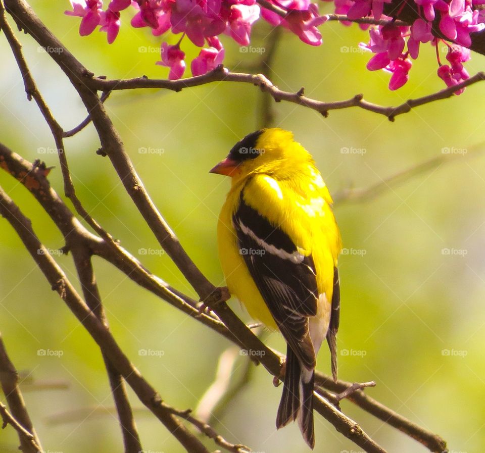 Goldfinch in Red Bud