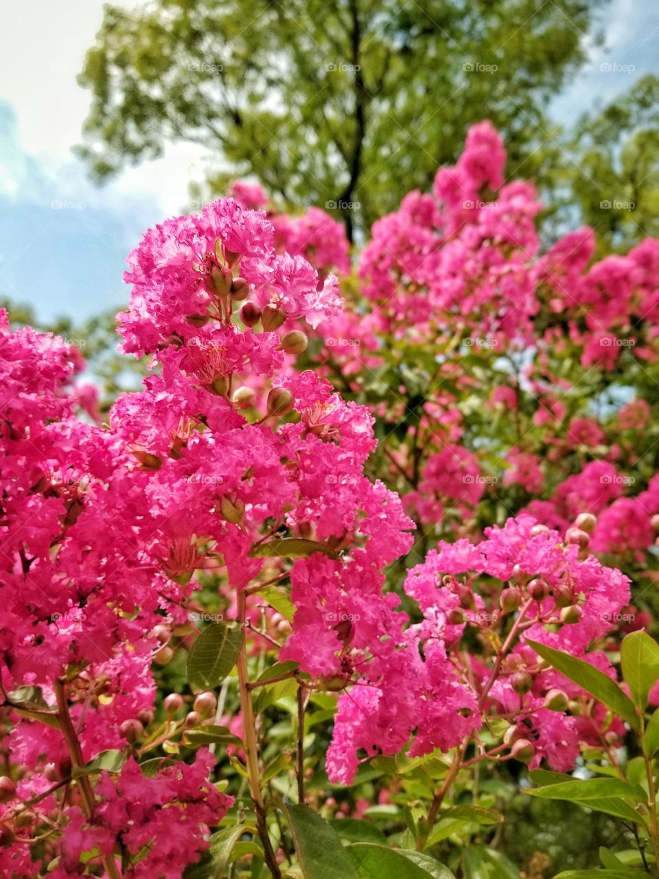 My Pink Crepe Myrtle Tree in Full Bloom in Spring with a blue Sky & Clouds in the background