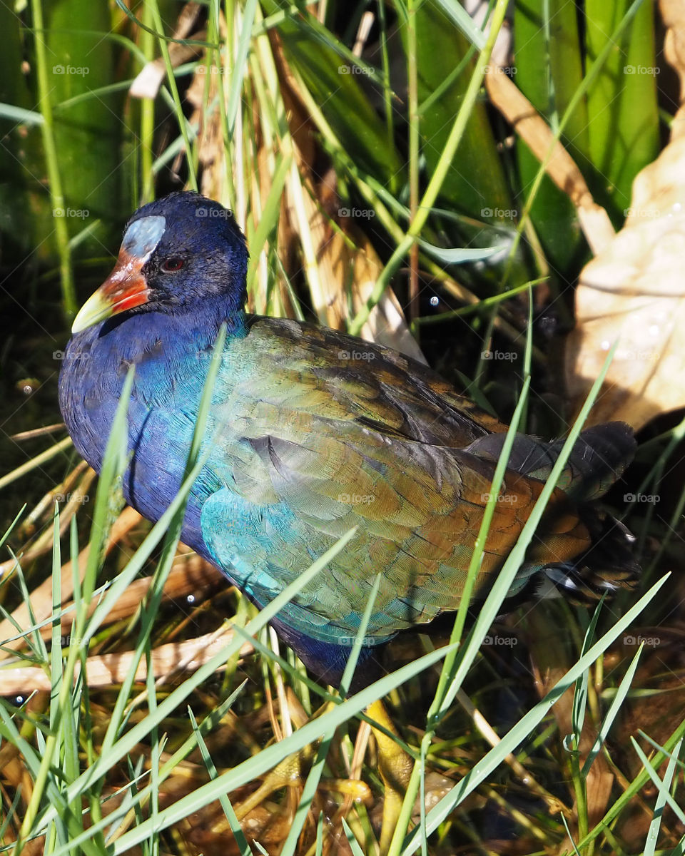 Colorful purple gallinule