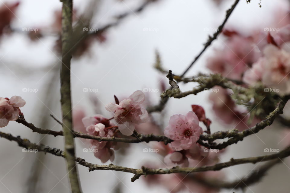 Cherry blossoms started to pop out on bare branches in early spring 