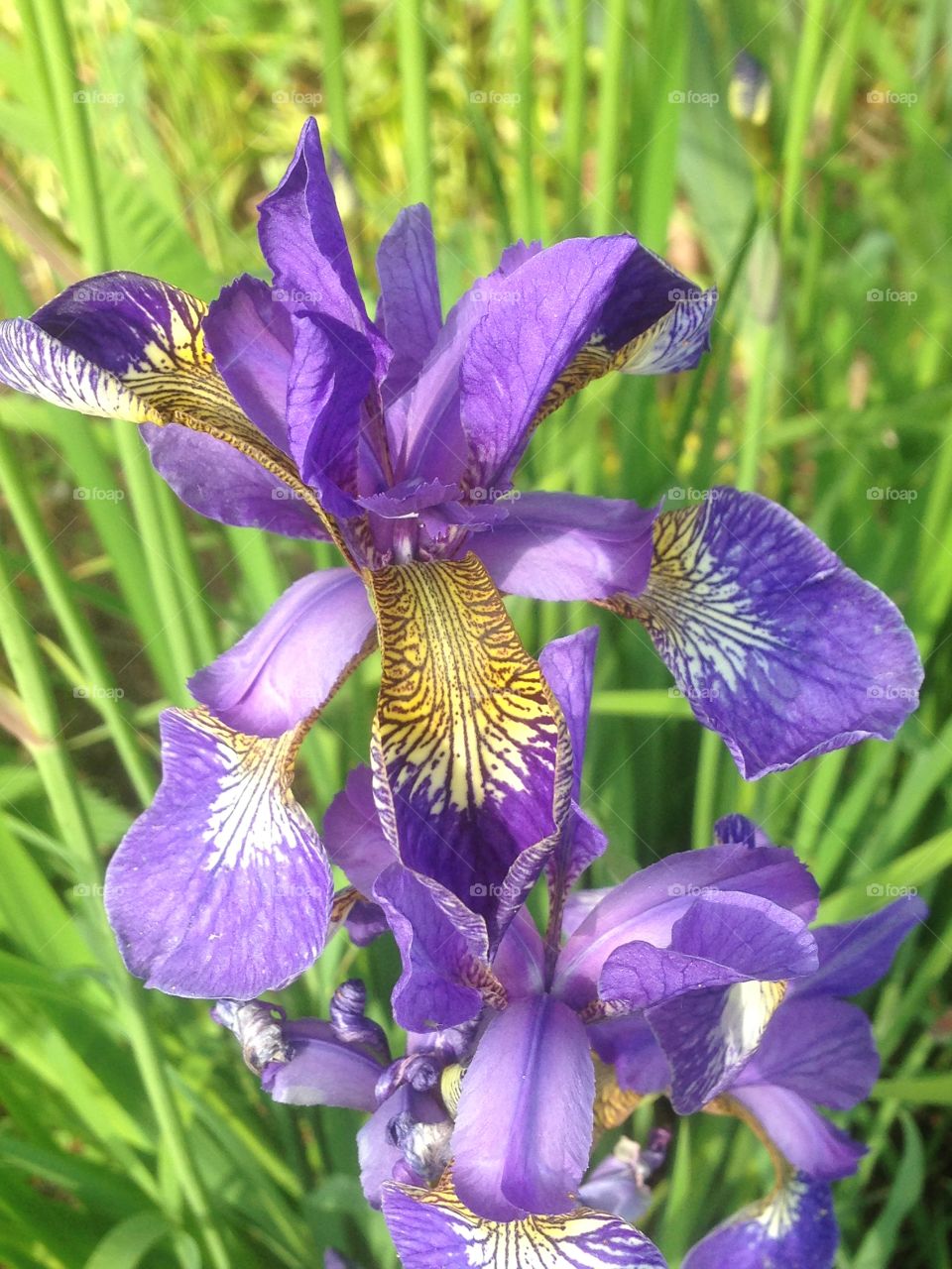 Bearded Iris