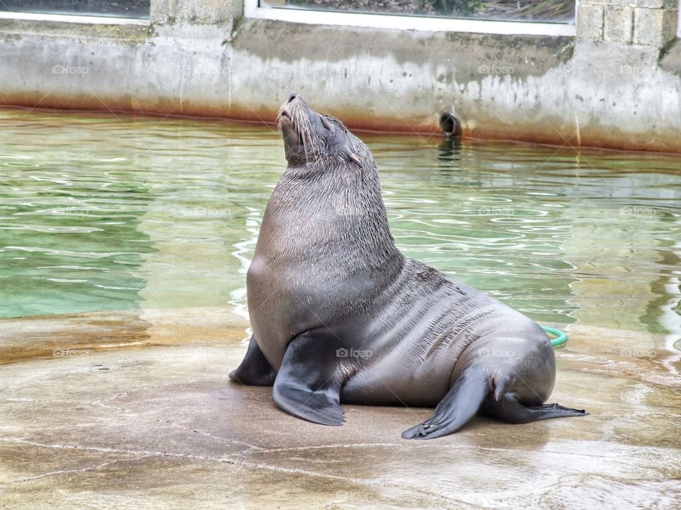 Seal posing for a portrait