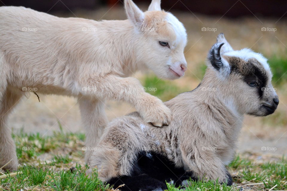 Close-up of two kid goats