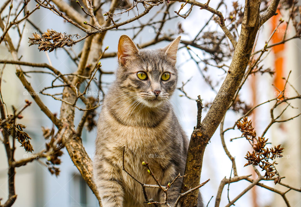 A portrait of a gray, tabby cat in the tree