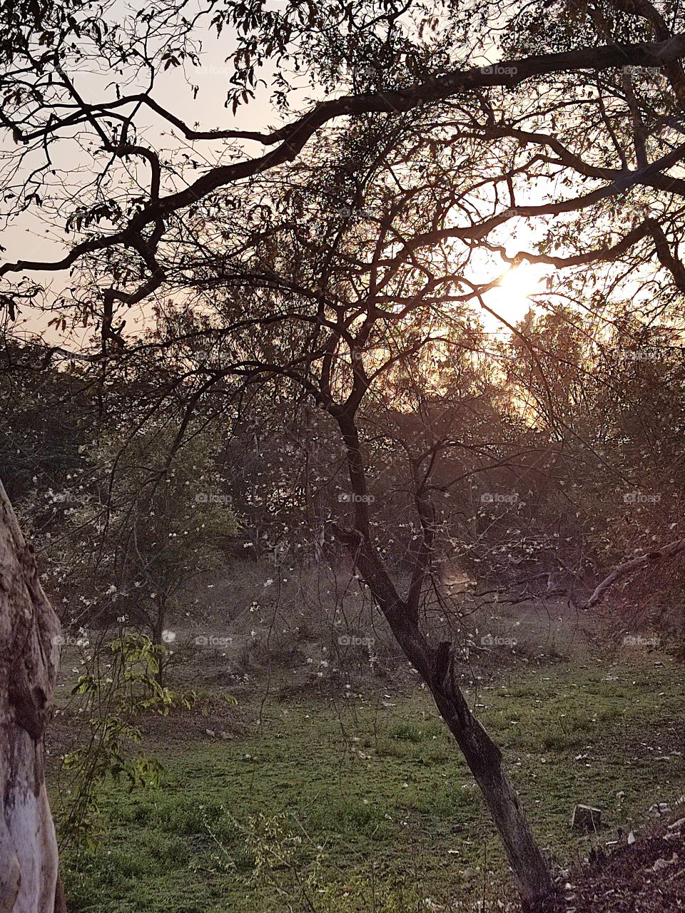 beautiful😍 trees 🌳🌳🌳🌳🌅