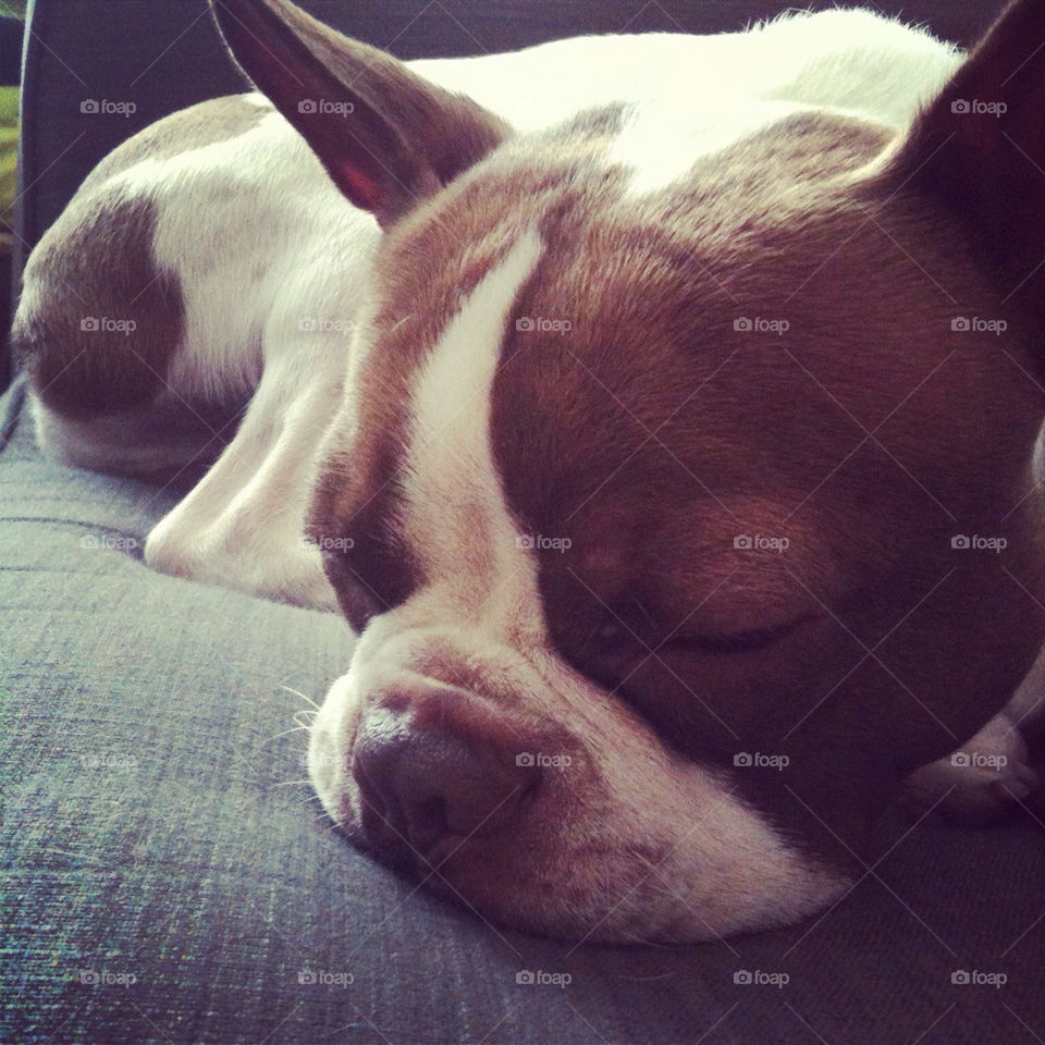dog cute sleepy bostonterrier by jessatdiesel