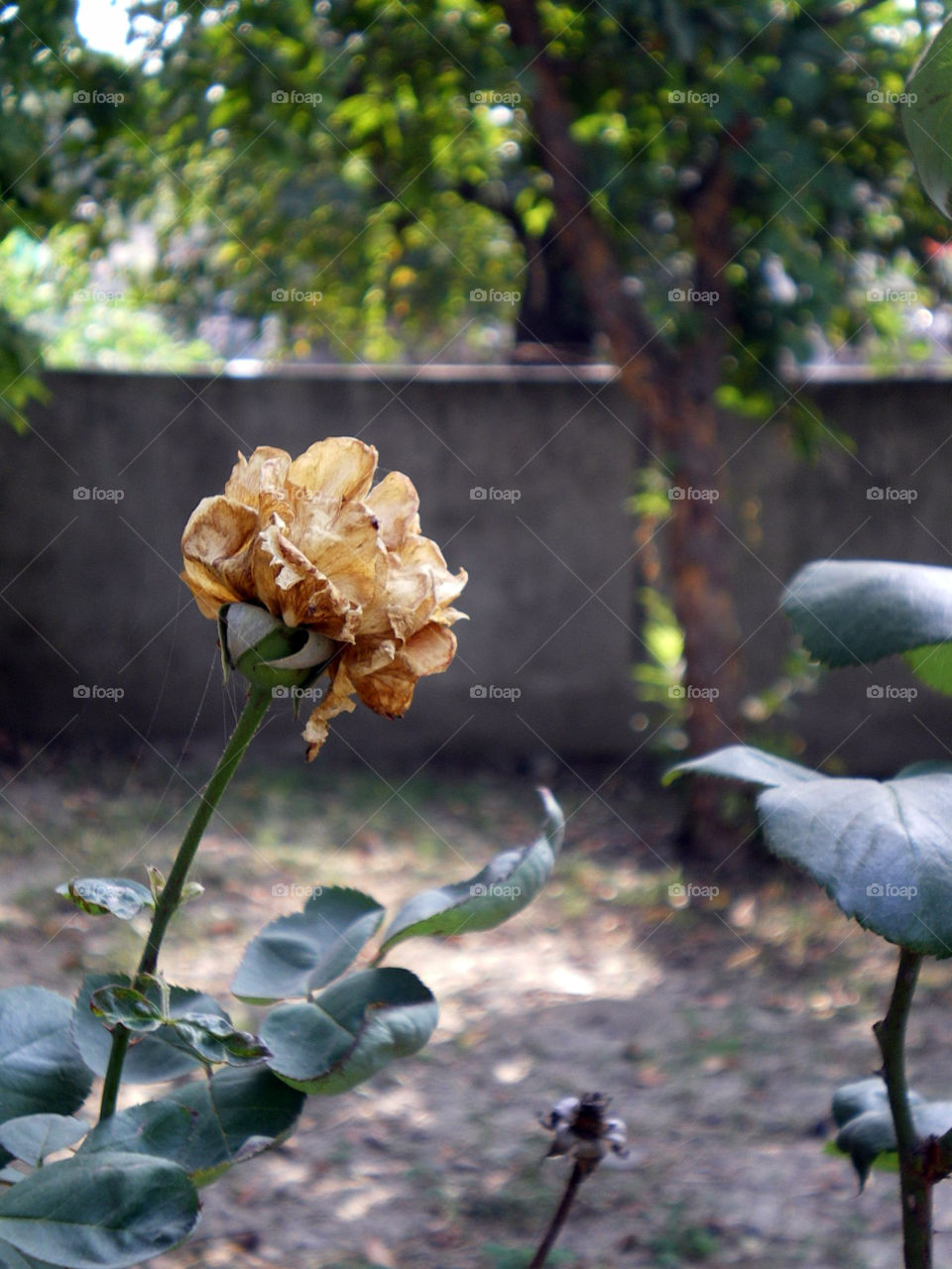 A dried rose still falls in the category of beautiful.