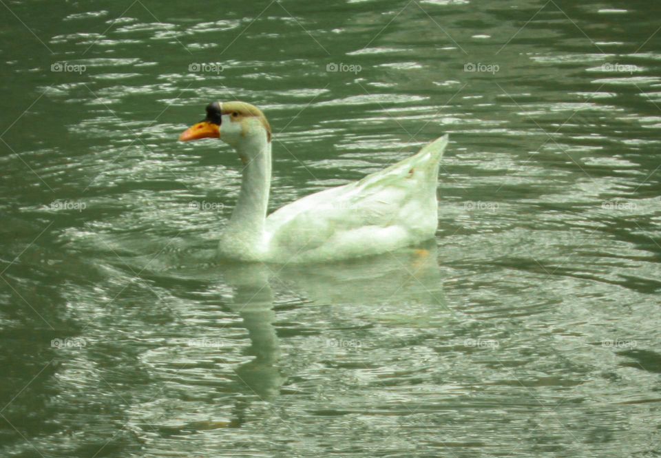 swan