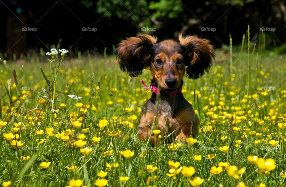 Dachshund in field