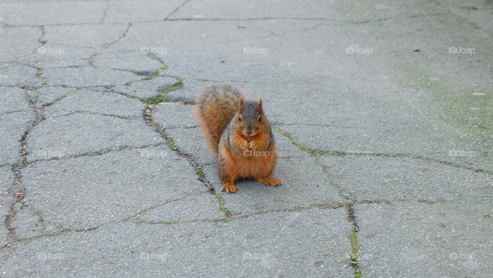 Squirrel holding a food