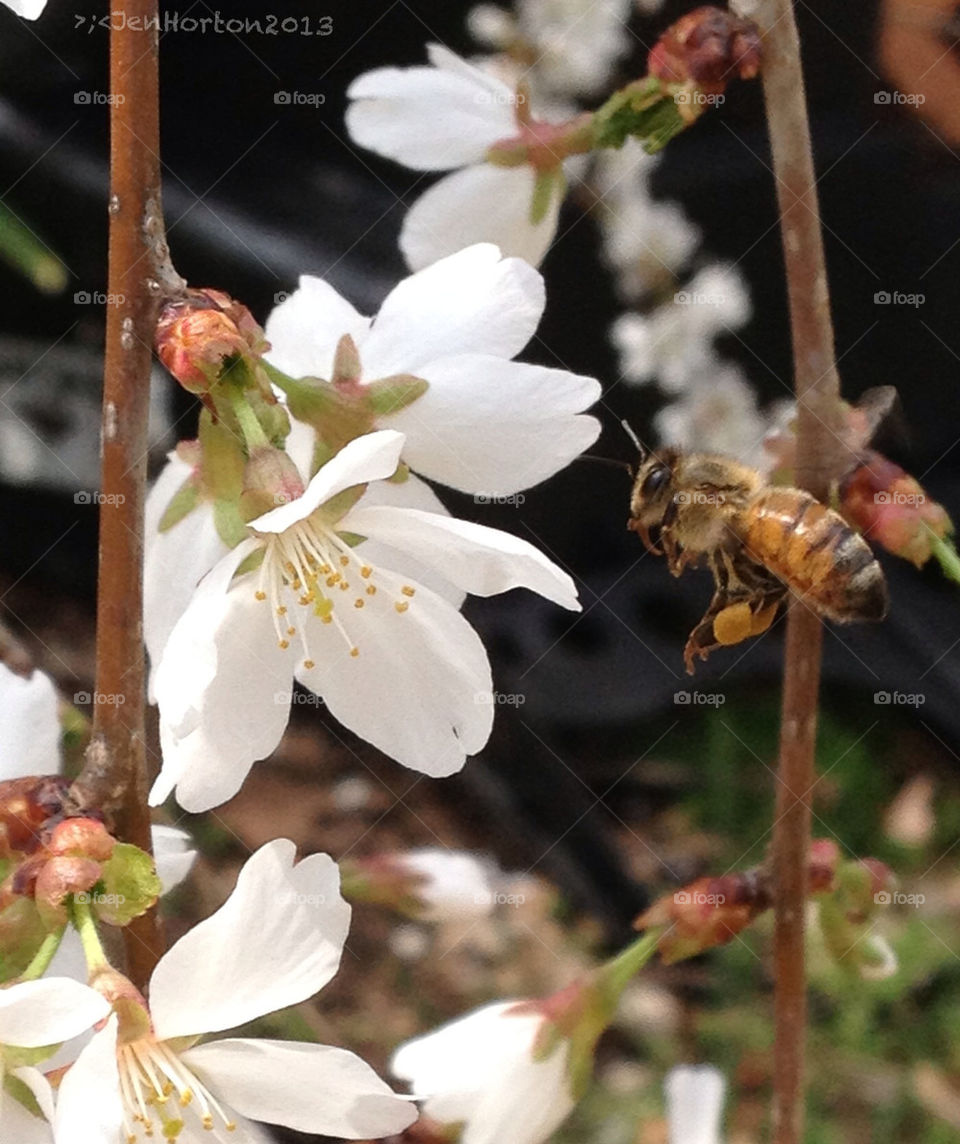 Bees buzzing around my snow falling cherry weeping willow tree