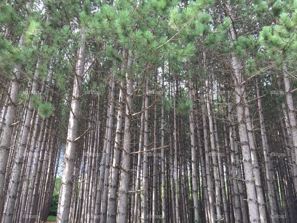 Hand planted trees outside of town protected 