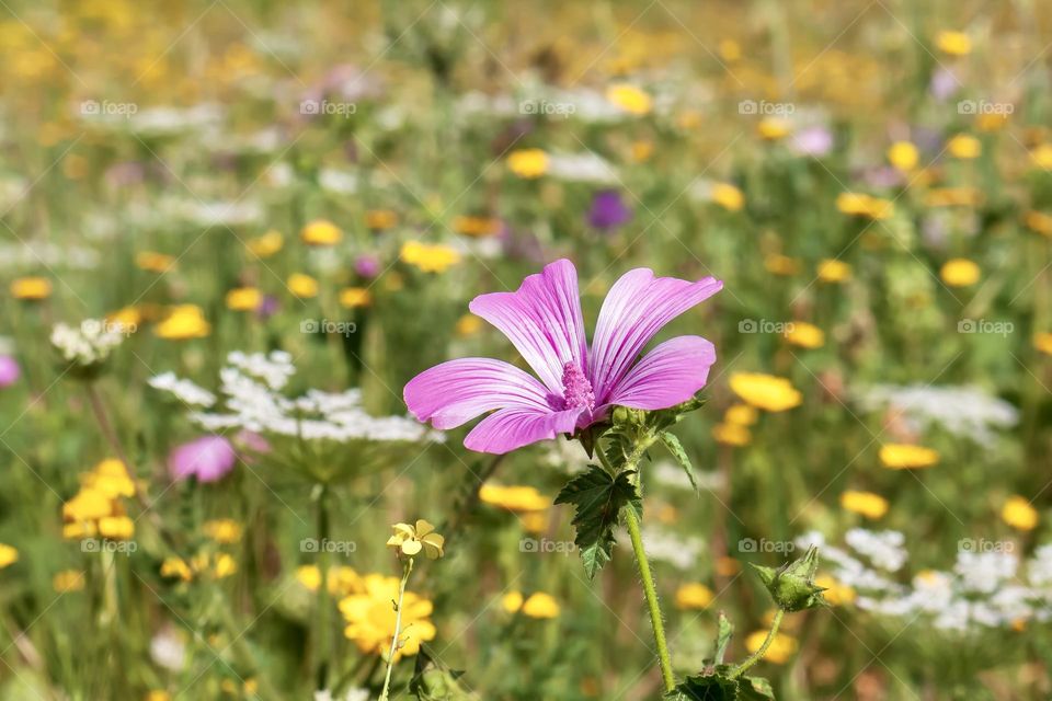 A pink mallow flower is the focus in a field of springtime wildflowers