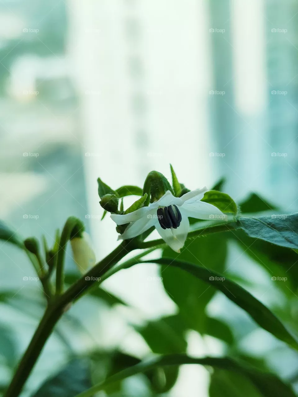 portrait of a plant
