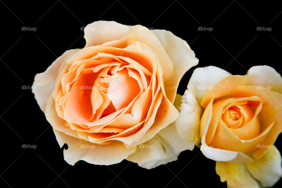 Orange roses on black background